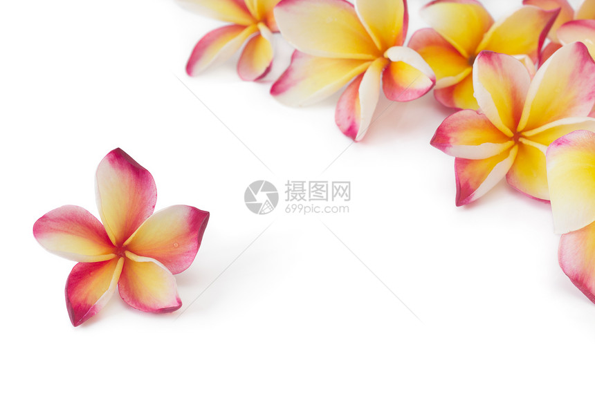 弗朗吉帕尼frangipapani花图片