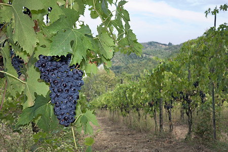 意大利山上的葡萄带葡萄图片