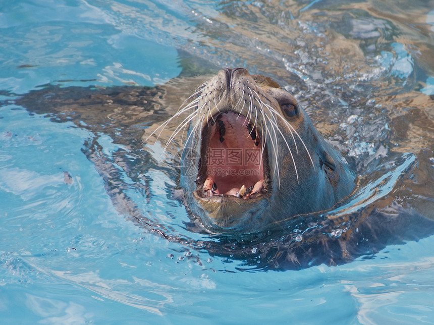 海狮游泳图片