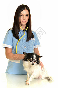 兽医助理把宠物放在白色背图片