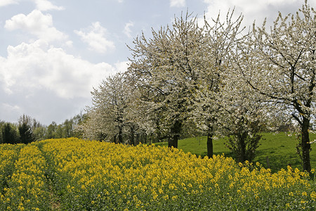 春天的樱桃树与油菜田图片