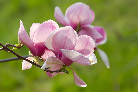 玉兰花的粉红色图片