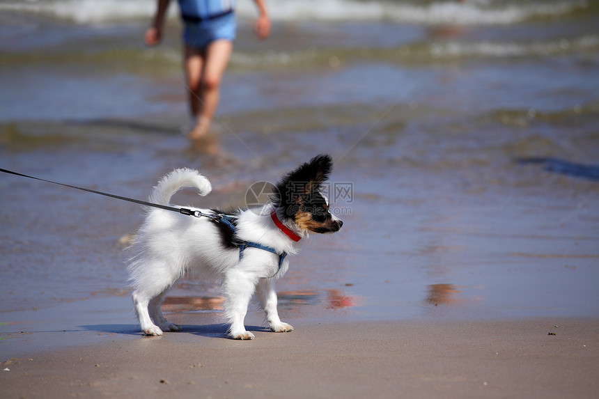 蝴蝶犬在沙滩上散步的蝴蝶犬图片