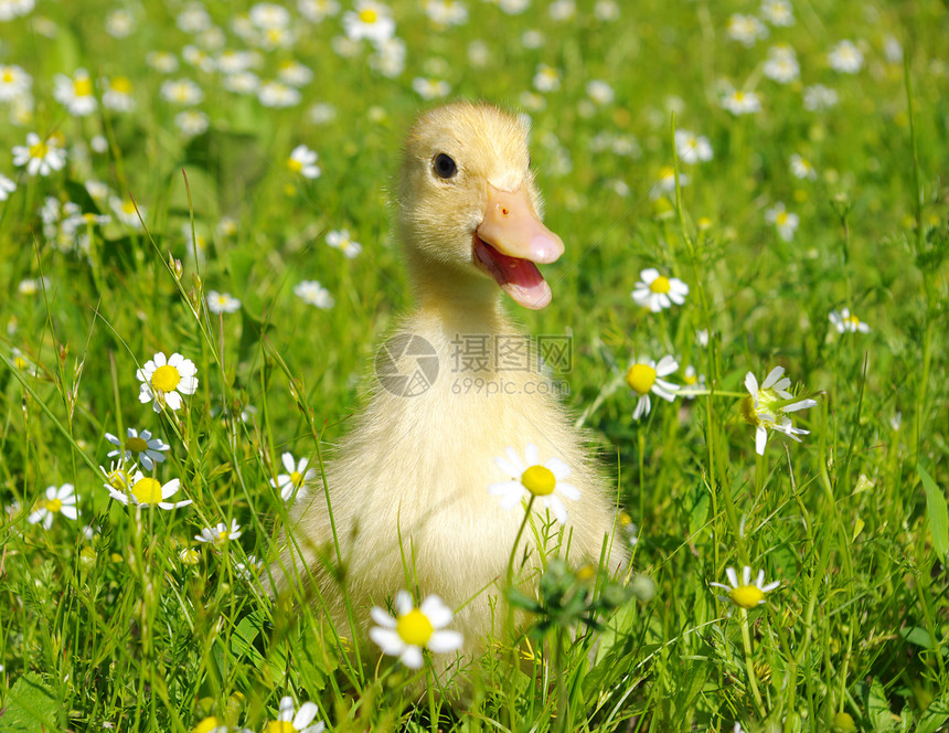 草丛中的小鸭子图片