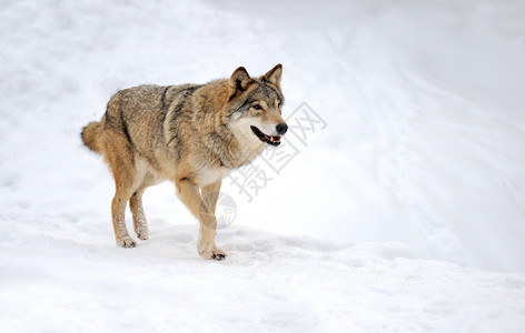 美丽的野灰狼背景图片