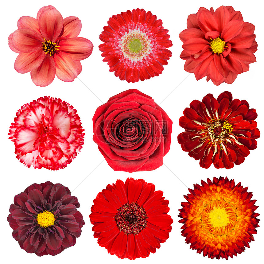 选择白背景上孤立的各种红花一组九种DahliaGerberDaisyCarnationRoseZ图片
