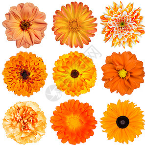 在白色背景隔绝的各种样的橙色花的选择大丽花雏菊花万图片