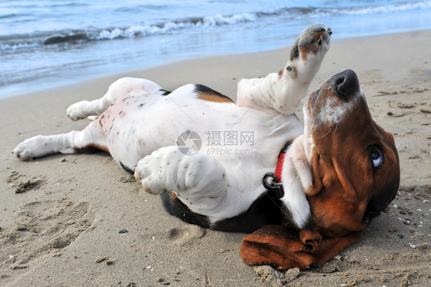 在海滩上捕猎小狗的纯种贝图片