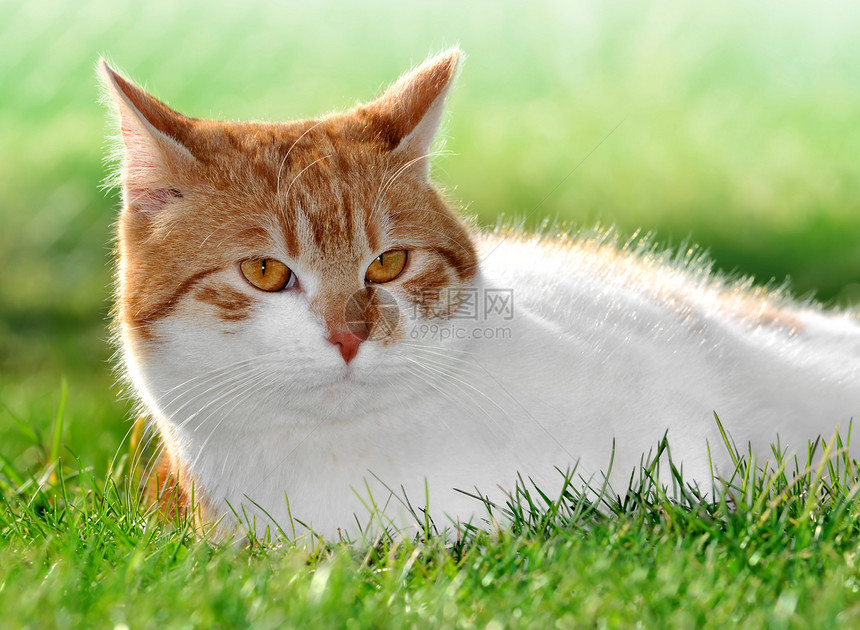 青草中的猫图片