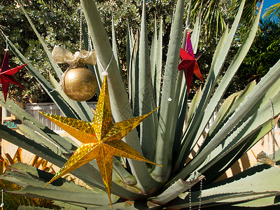 前院装饰圣诞节在佛罗里达州图片
