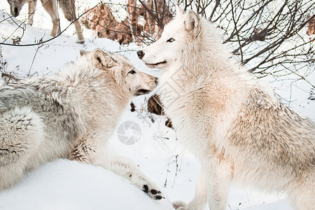 在雪地里摆姿势的两只雌北极狼图片