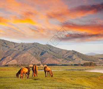 蒙古的马匹图片