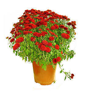 含有红色菊花的壮丽灌丛中的大锅它被白种地隔绝图片
