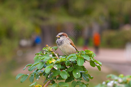 秋季公园灌木树枝上的麻雀图片