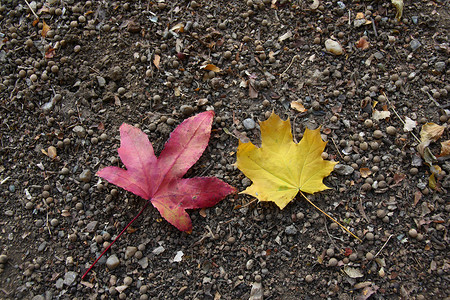 地上有两片五颜六色的秋叶图片