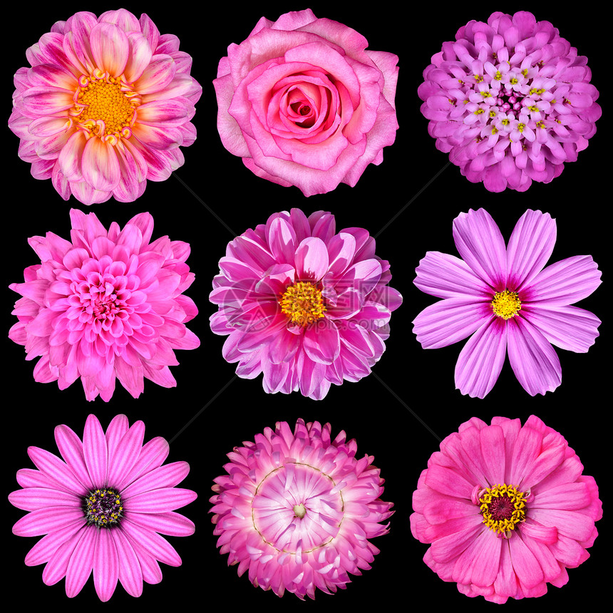 在黑色上隔离的粉红色白花的选择九朵花雏菊草莓百日草Cosmea菊花伊比利亚图片