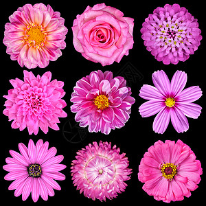 在黑色上隔离的粉红色白花的选择九朵花雏菊草莓百日草Cosmea菊花伊比利亚背景图片