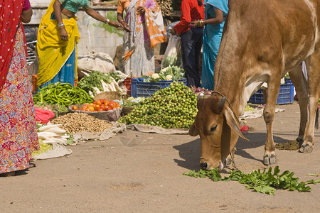 印度街头现场牛在路边市场吃草女士们图片
