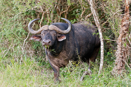 南非阿多大象公园的非洲水牛Synencerusc图片