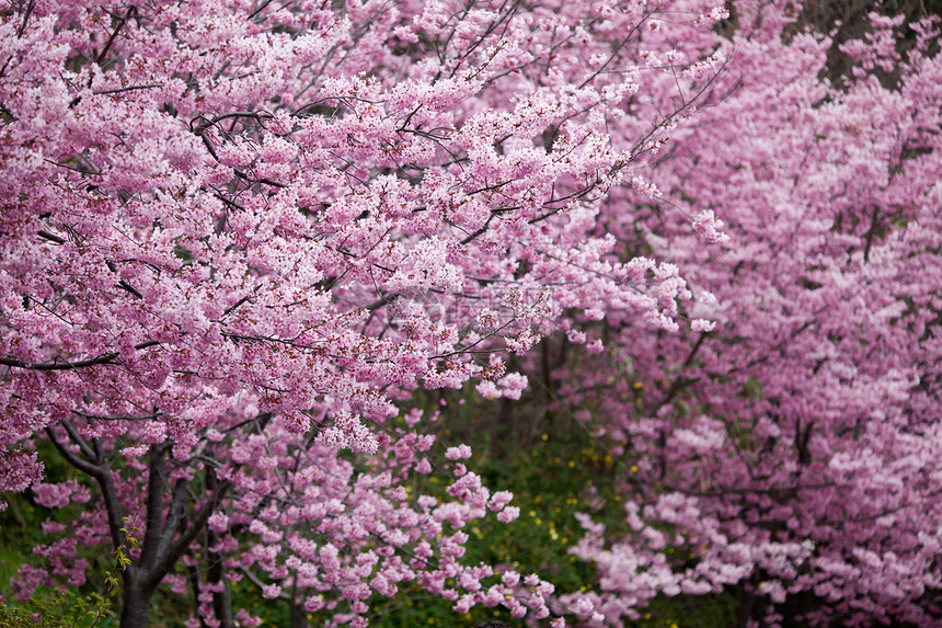 基于颜色粉红色花朵的五菱樱桃品种形成大樱桃漂亮的粉红色PhybridcvPinkLadyfo图片