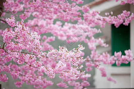 以粉红花色为基质的无绿樱桃品种图片