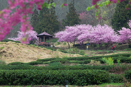 基于颜色粉红色花朵的五菱樱桃品种形成大樱桃漂亮的粉红色PhybridcvPinkLadyfo背景图片