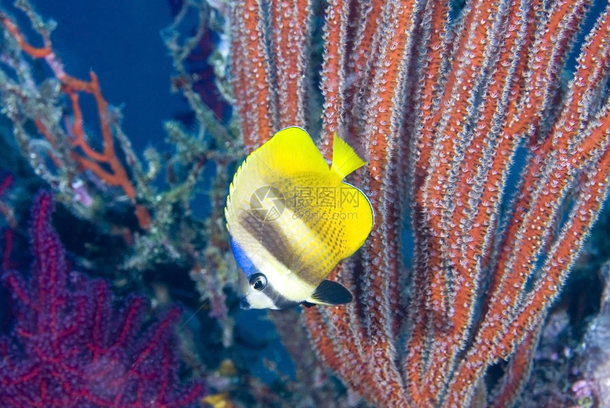 在珊瑚礁上游泳的蝴图片