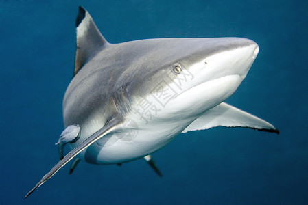 黑礁鲨鱼在水下游动时的紧闭背景图片
