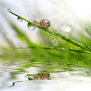 露水草地上的小蜗牛图片