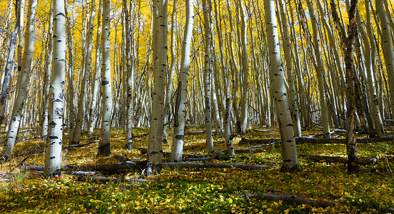 黄叶覆盖着秋天科罗拉多洛基图片