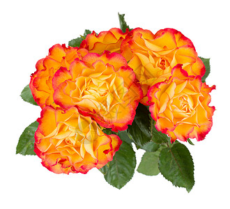 橙色玫瑰花束孤立图片