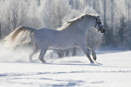 冬天在田野上奔跑的白马图片