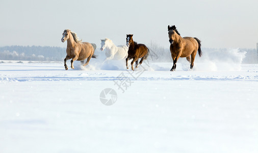 冬天在田野里奔跑的马图片