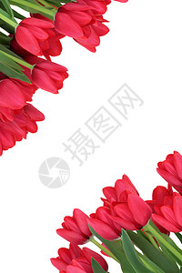 红色郁金香花春天边界隔离在白色背景图片