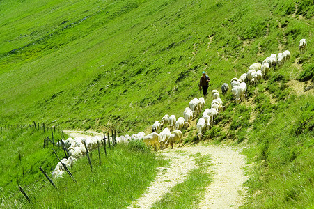 在草地上放羊的牧羊人背景图片
