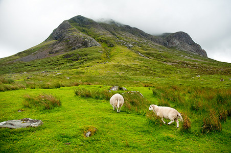 牧羊在苏格兰惊人的景观中在巨图片