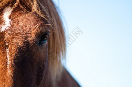 马的眼珠图片