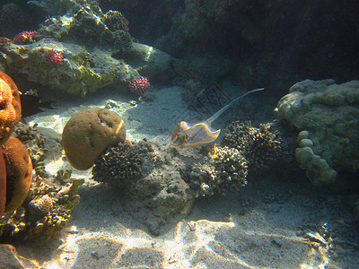 在红海的珊瑚之间游泳的小蓝点黄貂鱼图片