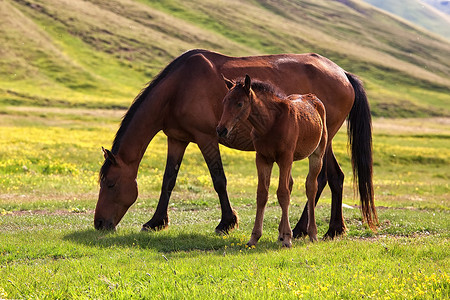 山中的母马和小马驹图片