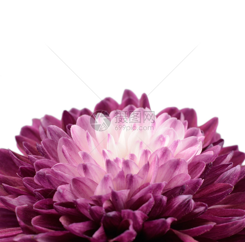 白色中心的紫色菊花白中心图片
