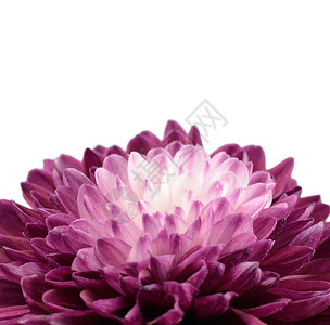 白色中心的紫色菊花白中心图片