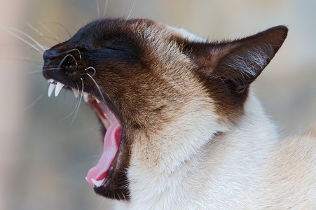 猫嘴部照片图片