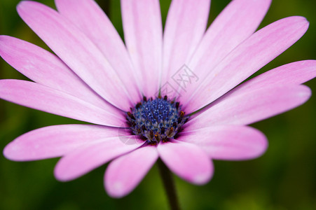 美丽的粉红色花朵与许多花瓣的相片草原深处图片