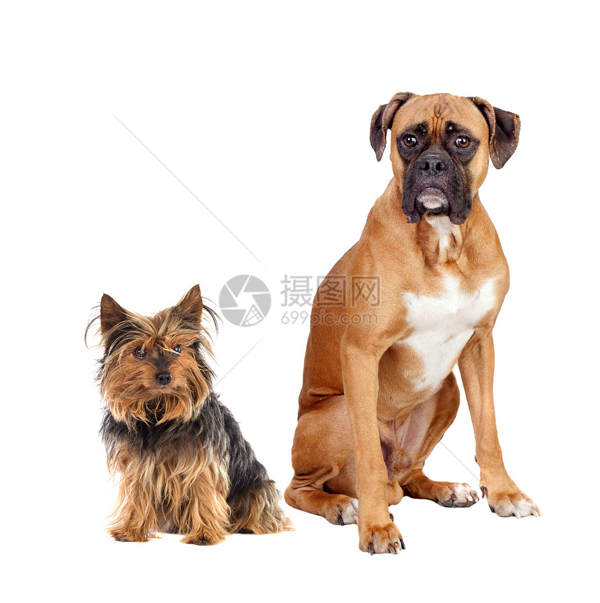 两只不同品种的狗孤立图片