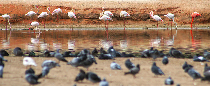 野生动物园小池塘和火烈鸟的全景图片