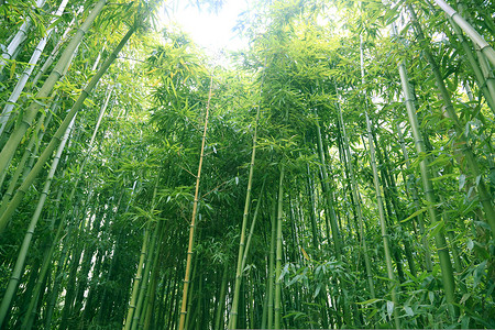 户外森林的竹子图片
