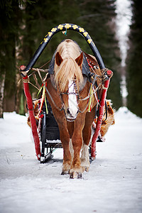 冬天下午骑着雪橇的马图片