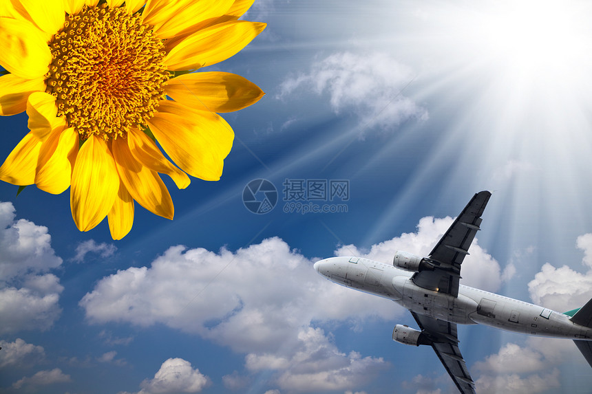 向日葵和蓝天的飞机图片