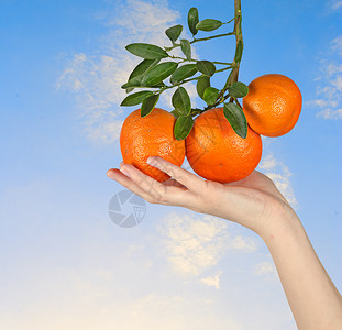 橘子在手图片