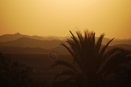 炎热美丽的日落棕榈树图片